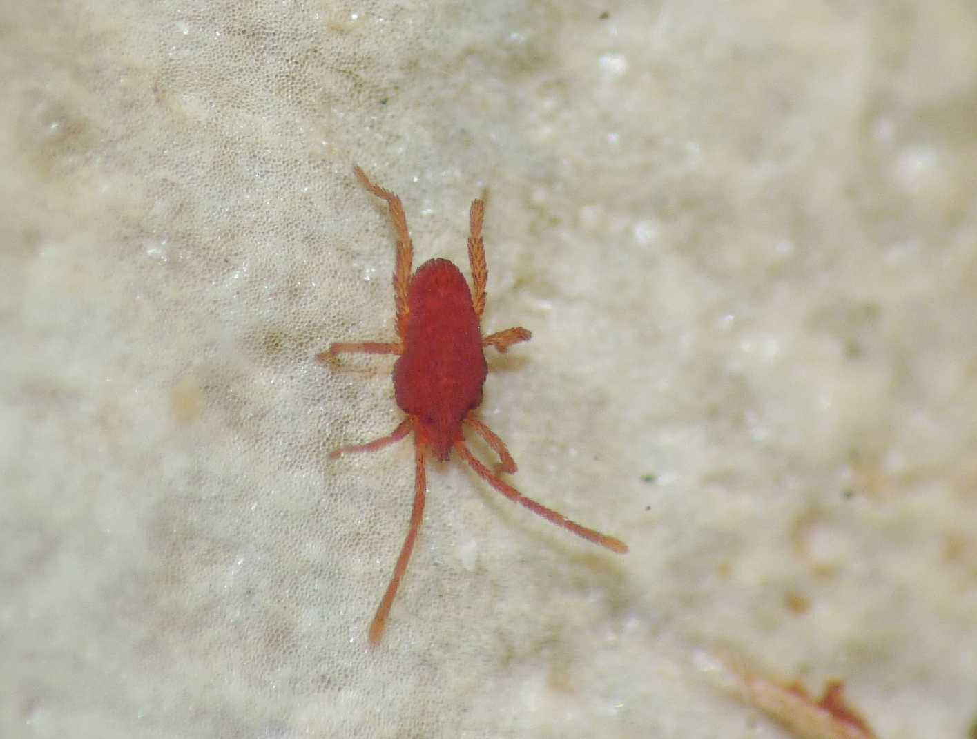 Acaro rosso piatto (fam. Smarididae)